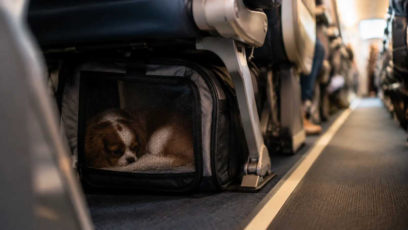 Soft-sided pet carrier tucked under an airplane seat with a small dog resting inside, calm cabin light.